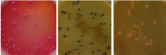 沙門、志賀菌屬瓊脂(SS)對照培養基