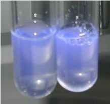 4-甲基傘形酮葡糖苷酸(MUG)對照培養(yǎng)基