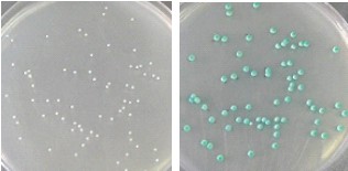 念珠菌顯色對照培養基