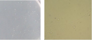 玉米瓊脂對照培養基